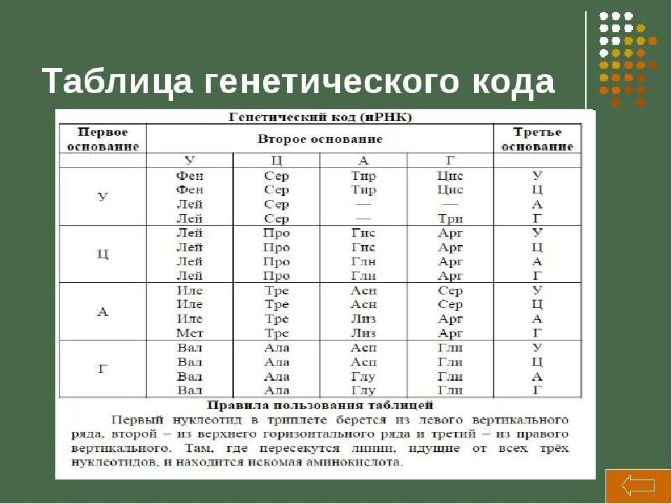 Презентация на тему аминокислоты и белки 10 класс