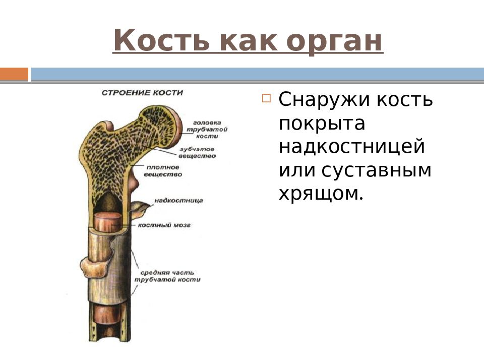 Костная система презентация