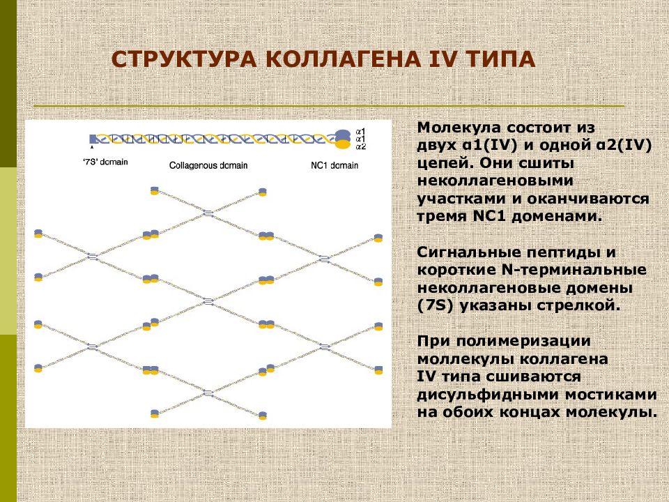 Коллаген 1 типа. Коллаген 4 типа структура. Коллаген IV типа. Коллаген 1 типа строение. Типы коллагеновых структур.