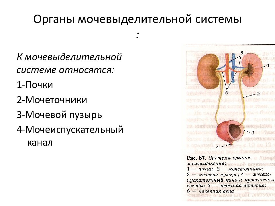 От почек отходят мочеточники