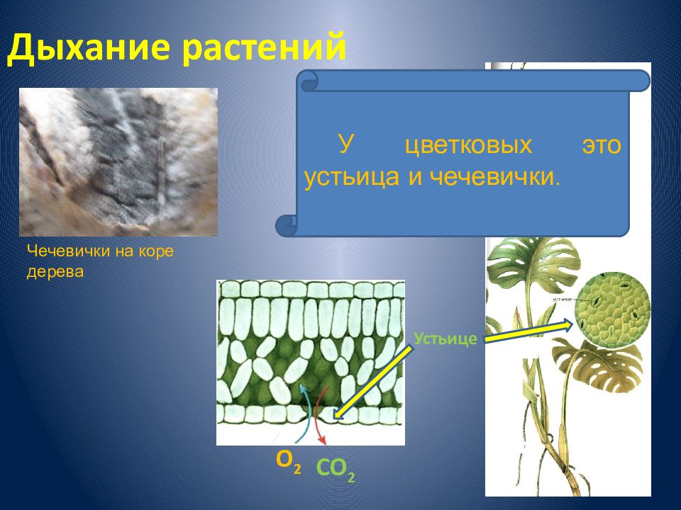 Дыхание растений это. Устьица и чечевички у растений. Дыхание растений чечевички. Дыхание растений устьица. Строение устьиц и чечевичек.