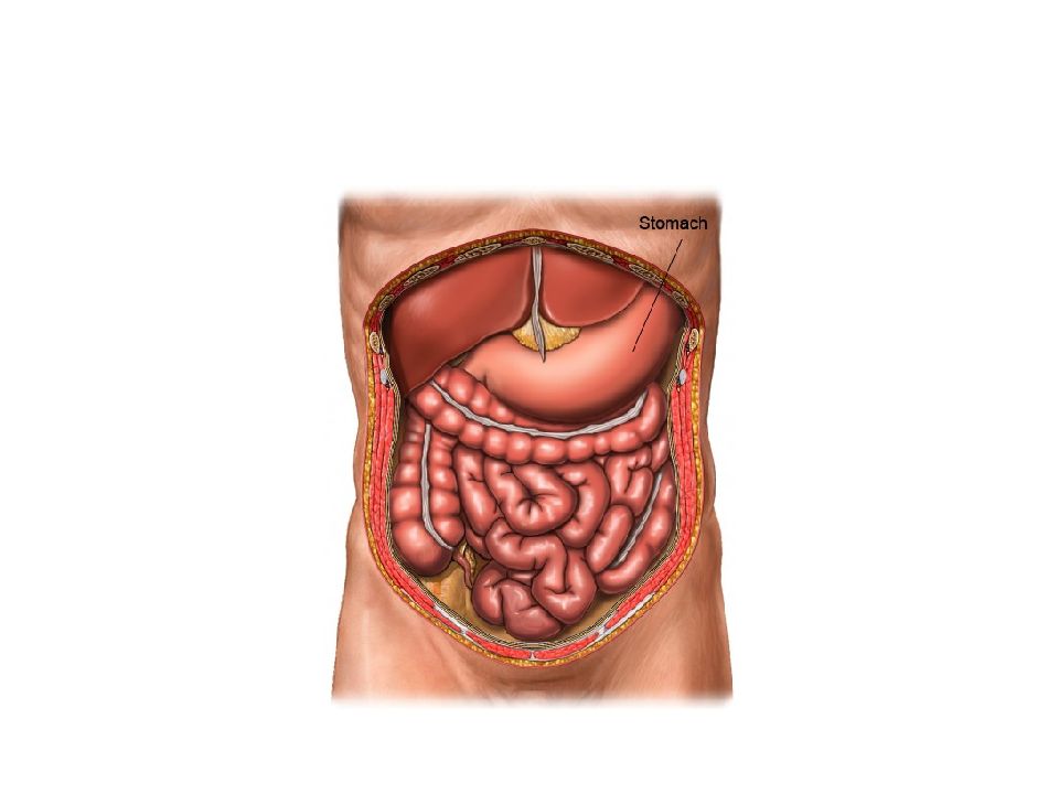 Патологии органов брюшной полости