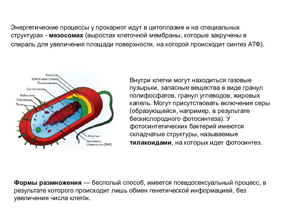 Процесс происходит в цитоплазме. Клеточная мембрана у прокариот. Цитоплазма прокариот. Включения прокариот. Внутриклеточные мембраны прокариот.