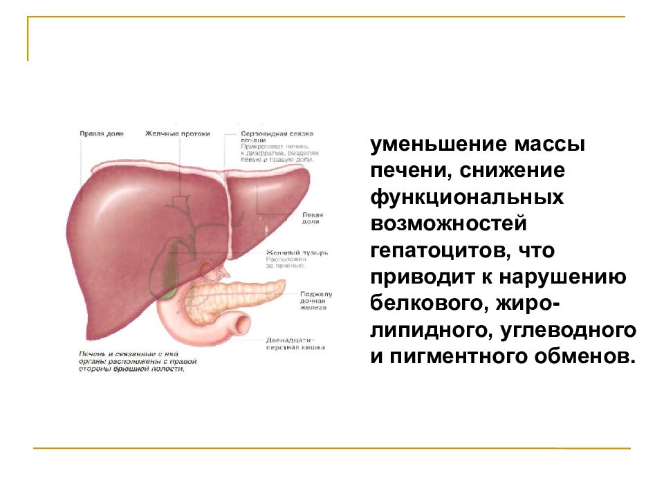 К чему может привести печени