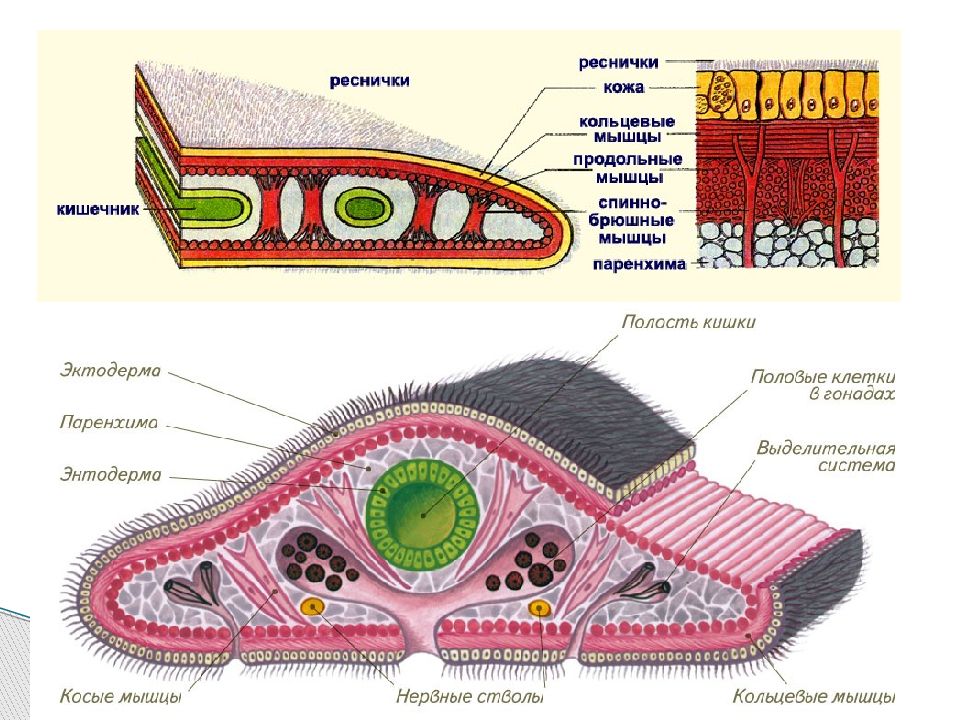 Черви презентация 7 класс. Наличие ресничек какой Тип червя.
