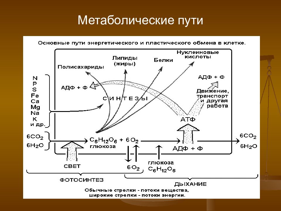 Биохимический путь. Основные метаболические пути биохимия. Карта метаболизма биохимия. Метаболические пути биохимия схема. Общая схема всех метаболических путей.