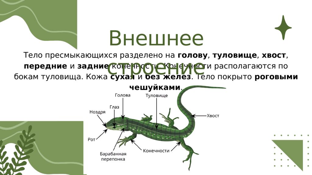 Общая характеристика пресмыкающихся