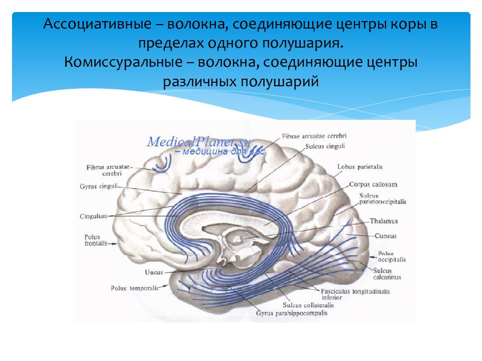 Центры разные. Конечный мозг анатомия обонятельный мозг. Волокна соединяющие полушария конечного мозга. Проводящие пути конечного мозга. Ассоциативные волокна белого вещества.