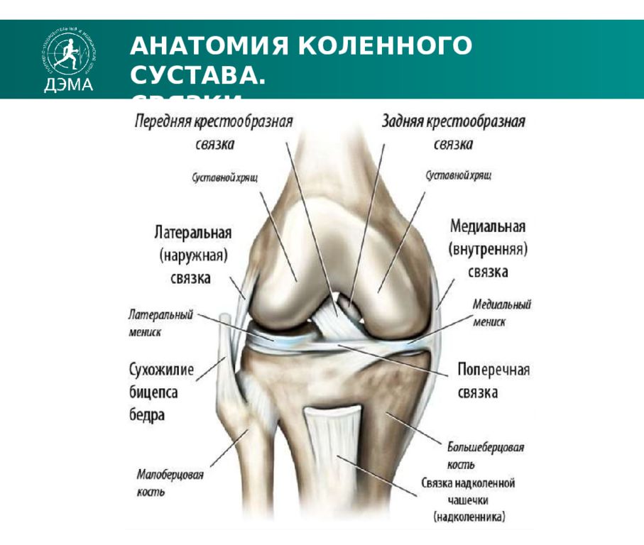 Названия суставов человека. Строение коленного сустава. Строение колена. Анатомическое строение коленного сустава. Строение колена человека.