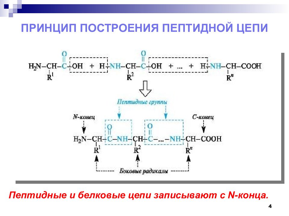 Пептидная цепь. Пептиды и полипептиды. N И C конец пептида. Построение пептида. Принцип построения пептида.