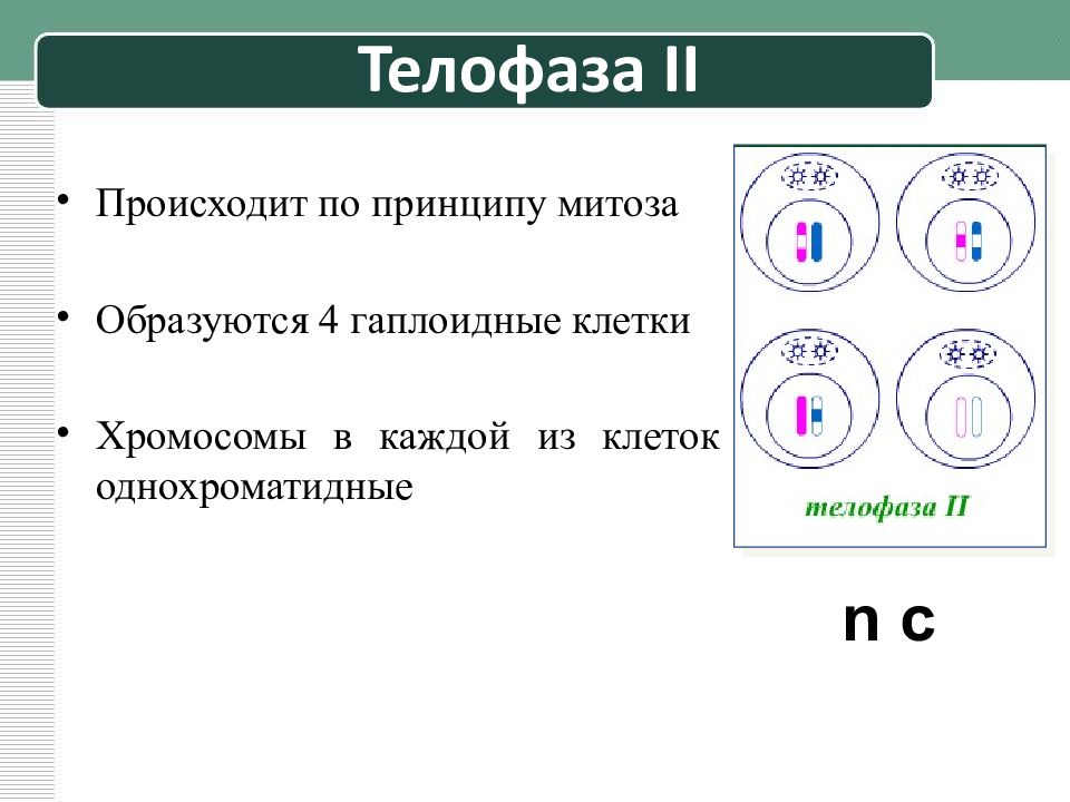 телофаза мейоза 2. диплоидное и гаплоидное мейоз. фазы митоза для гаплоидной клетки. телофаза мейоза 2. способ деления клеток в результате которого.