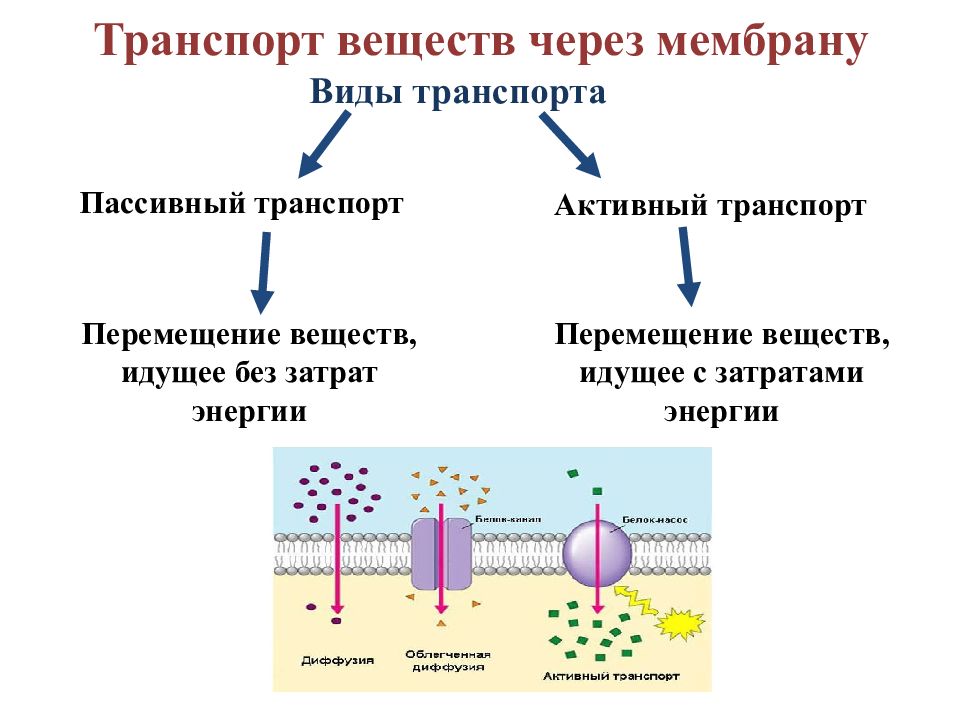 Презентация активный транспорт