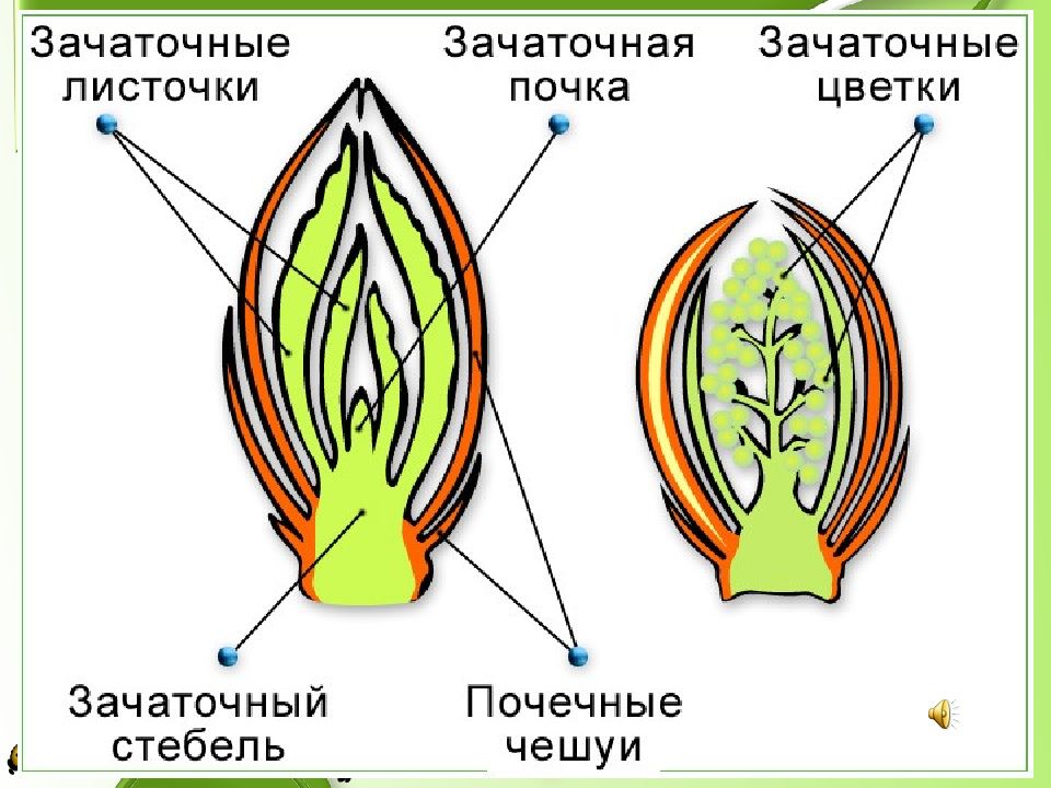 Побег и почки презентация 6 класс пасечник