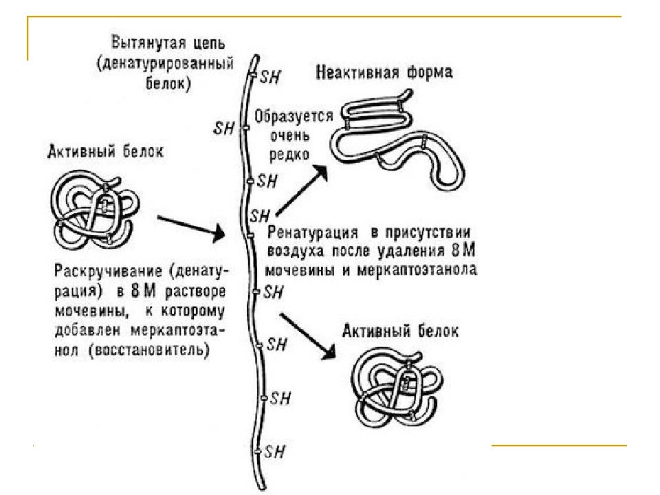 Денатурация белка схема