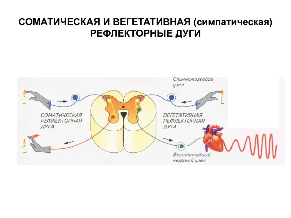 Соматическая рефлекторная дуга схема