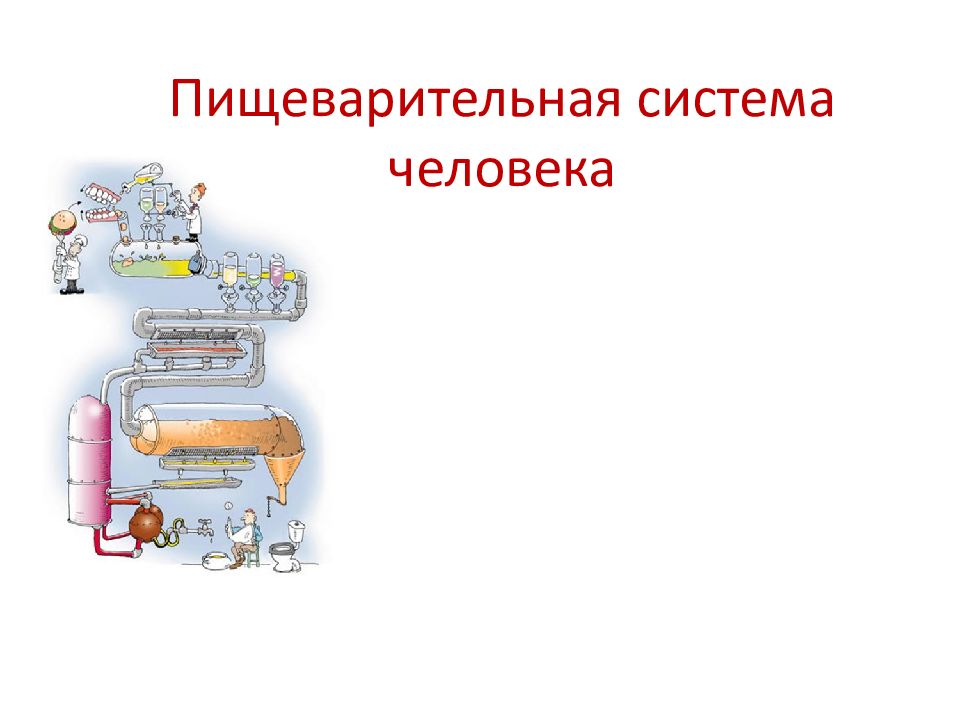 Пищеварительная система человека