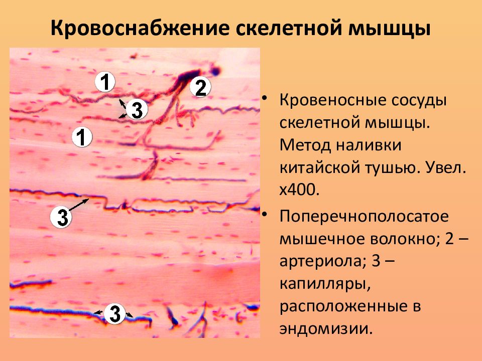 Мышечная ткань кровоснабжение