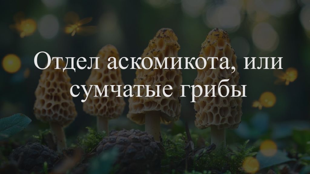 Отдел аскомикота, или сумчатые грибы
