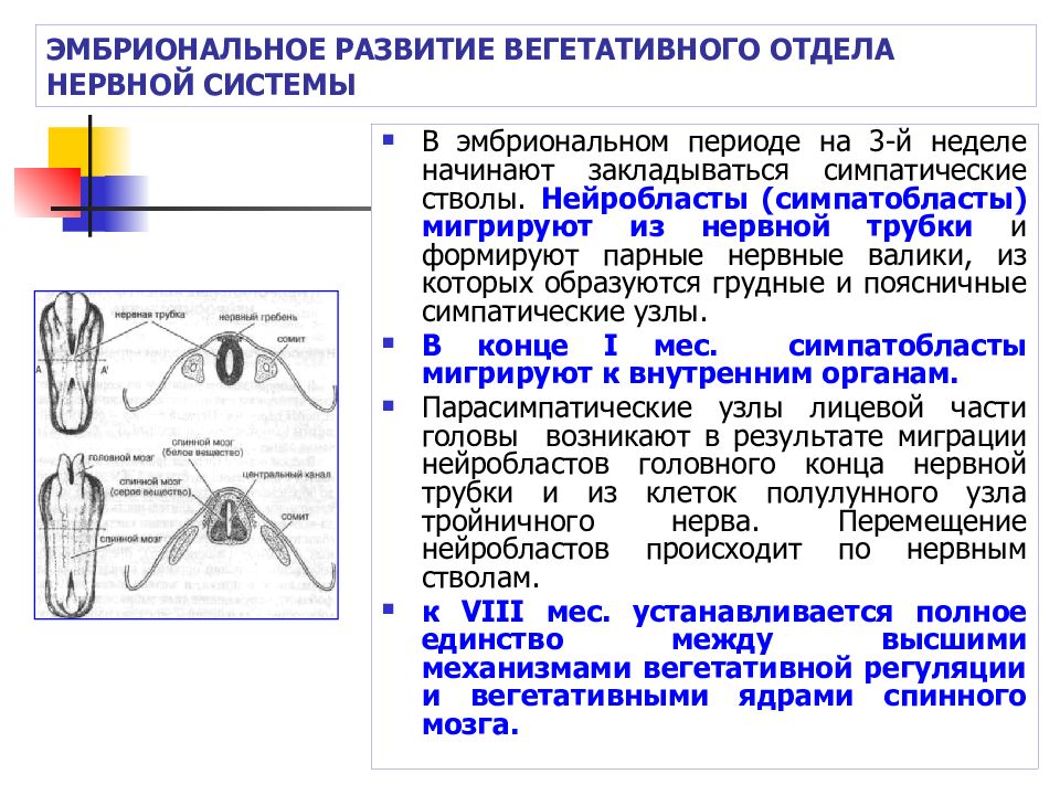 Эволюция вегетативных. Этапы формирования нервной трубки. Онтогенез вегетативной нервной системы. Эмбриональное развитие нервной системы человека. Этапы эмбрионального развития нервной системы.