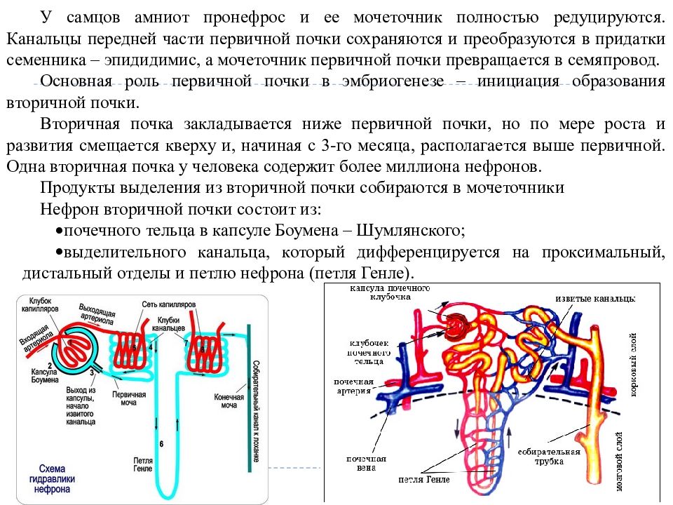 Капсула боумена