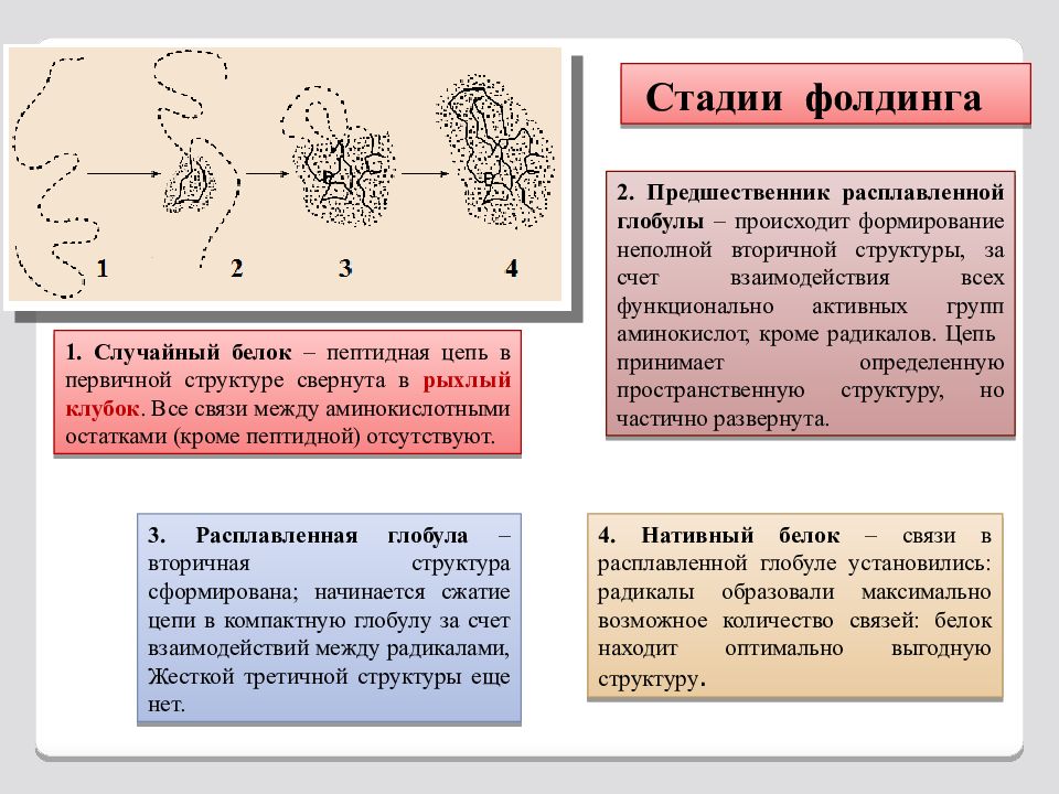 В какой белковой молекуле имеется железо. Информационные макромолекулы. Макромолекулы клетки. Макромолекулы размер. Макромолекулы виды транспорта.