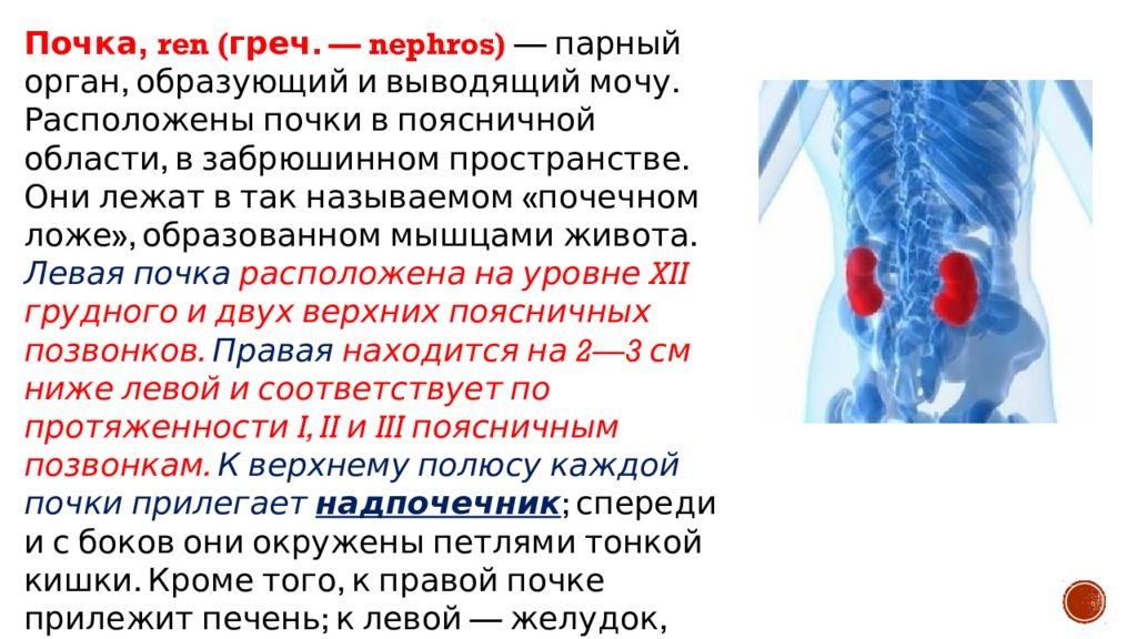 органы выделительной системы человека схема. схема мочевыделительной системы человека. мочевыделительная система человека содержит почки надпочечники. схема строения выделительной системы. схема строения мочевыделительной системы человека.