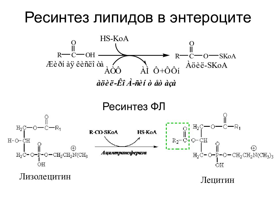 Синтез липидов схема. Ресинтез фосфолипидов биохимия. Ресинтез таг биохимия. Ресинтез глицерофосфолипидов реакция биохимия.