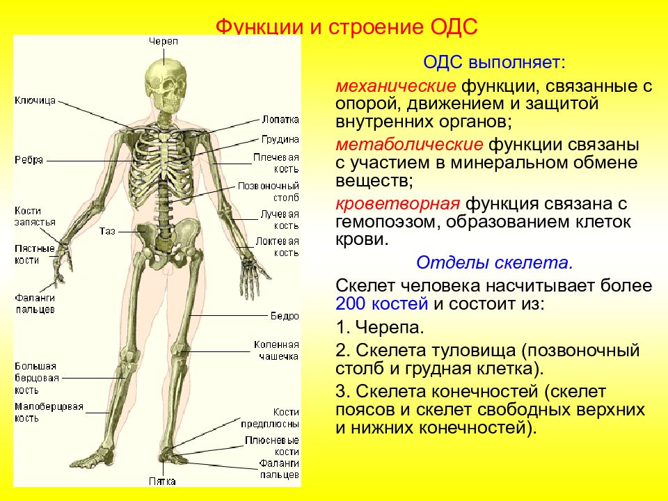 Опора и движение 8 класс биология презентация