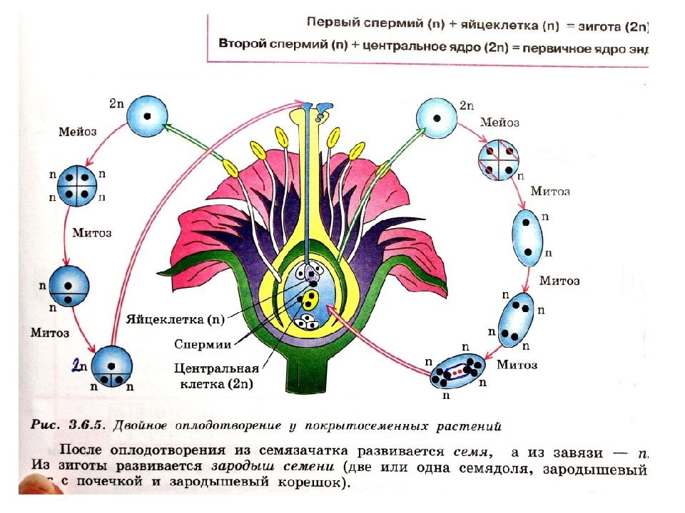 Биология установить. Схема жизненного цикла цветковых растений 6 класс. Жизненный цикл цветковых растений ЕГЭ. Схема жизненного цикла цветковых растений 6 класс биология. Стадии жизненного цикла растений.