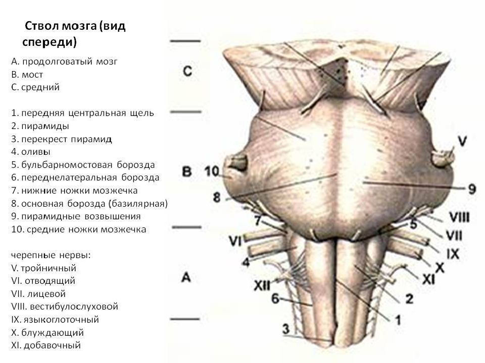 Строение продолговатого. Строение ствола мозга спереди. Ствол мозга строение вид сзади. Ствол продолговатого мозга вид спереди. Продолговатый мозг строение спереди.