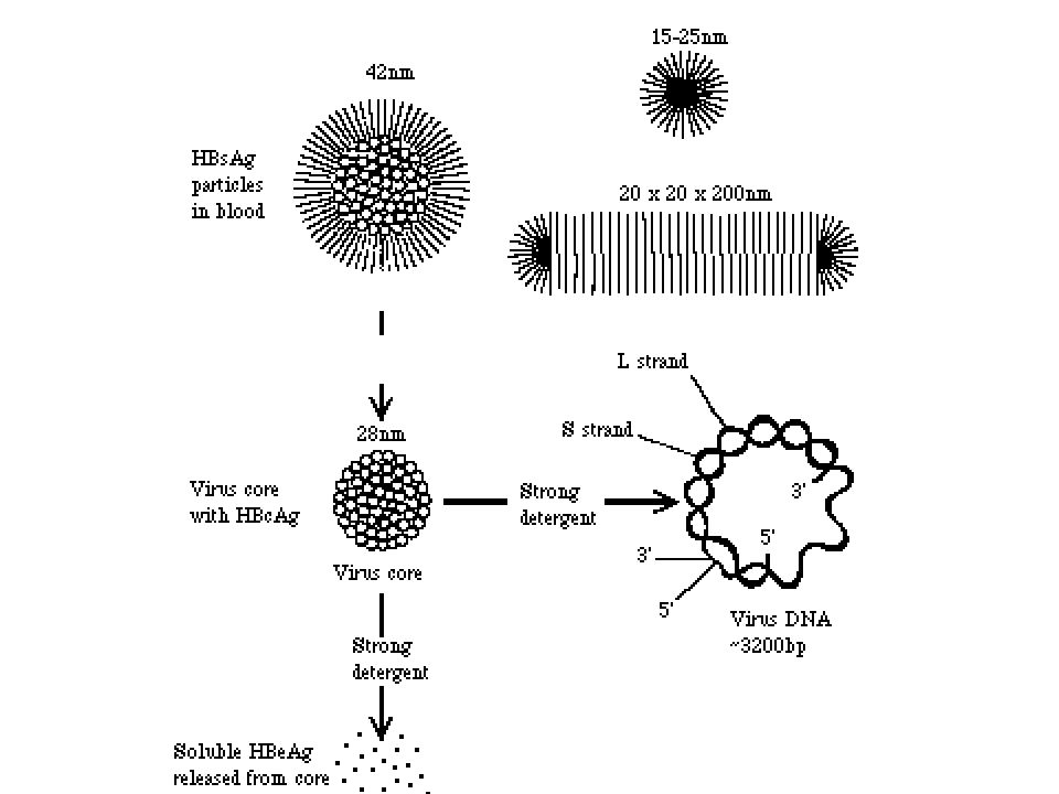 Частица b 8. Вирус ящура микробиология. Модель вируса гепатита в и HBS-антигена:. Схема Вариона вируса СПИДА. Строение вируса гепатита в.