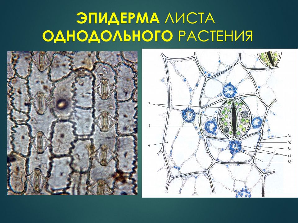 Кожица листа под микроскопом рисунок. Клетки эпидерма растений строение. Эпидерма листа традесканции. Строение клетки эпидермы листа. Эпидерма листа двудольного растения.