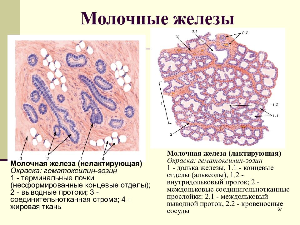 половая система какая ткань. строение яичника гистология.