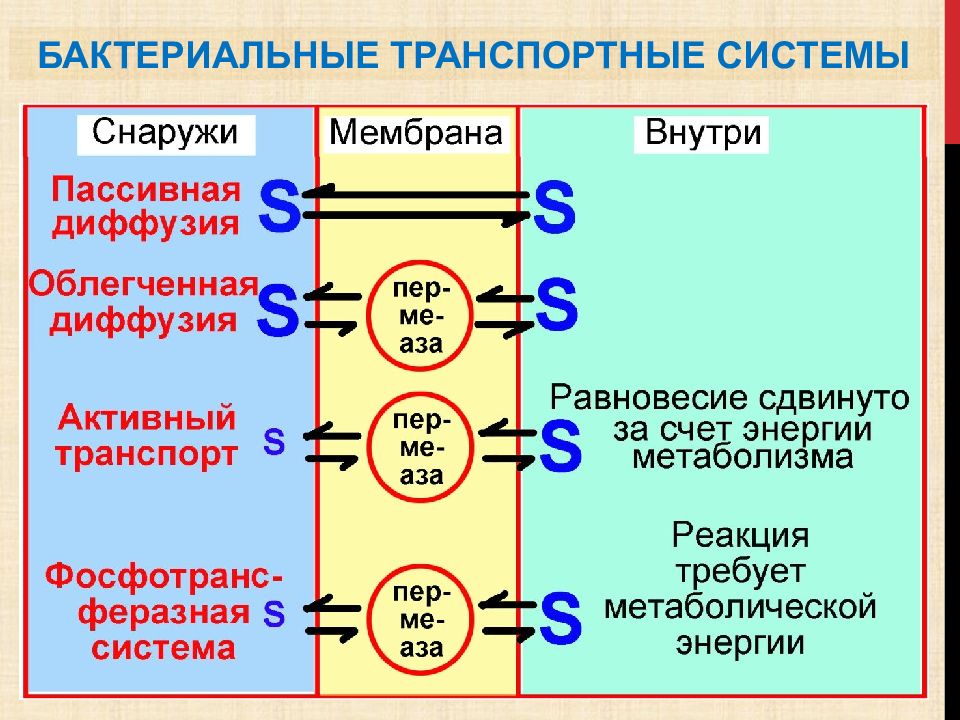 Общая вирусология презентация микробиология