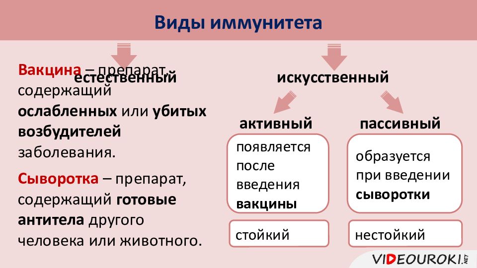 Иммунитет презентация 10 класс биология