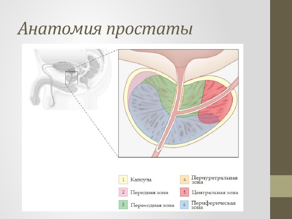 Схема простаты. Периуретральная зона предстательной железы. Структура предстательной железы. Предстательная железа анатомия. Строение простаты.