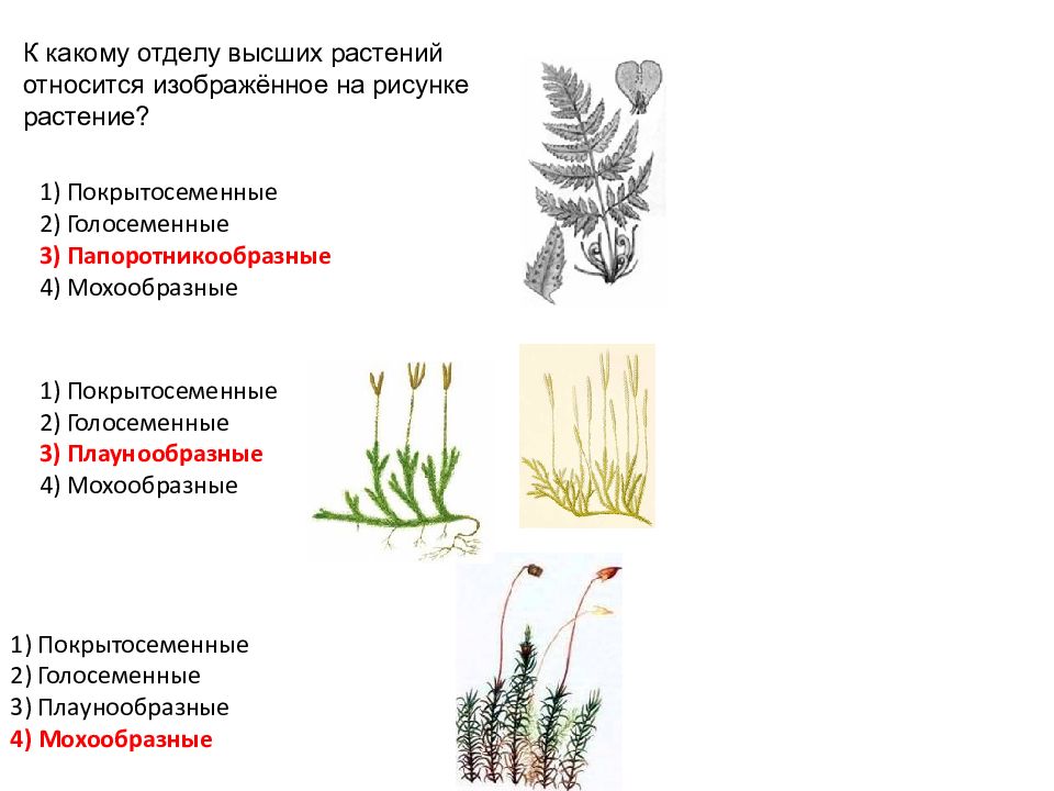 Установите соответствие между отделами растений. Высшие растения отделы. К какому отделу относится растение изображенное на рисунке. Какие отделы растений относятся к высшим растениям. Хвощевидные Папоротниковидные Голосеменные и Покрытосеменные.