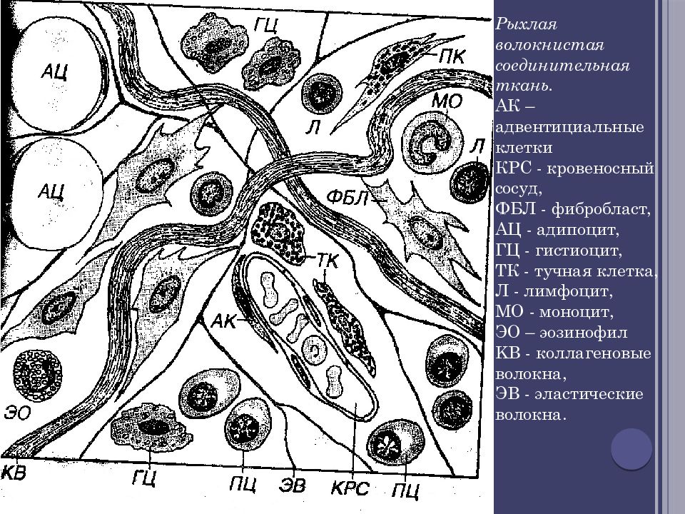 Соединительная ткань гистология. Адвентициальные клетки соединительной ткани. Электронограмма: рыхлая соединительная ткань. Перициты рыхлой соединительной ткани. Электронограмма соединительной ткани.
