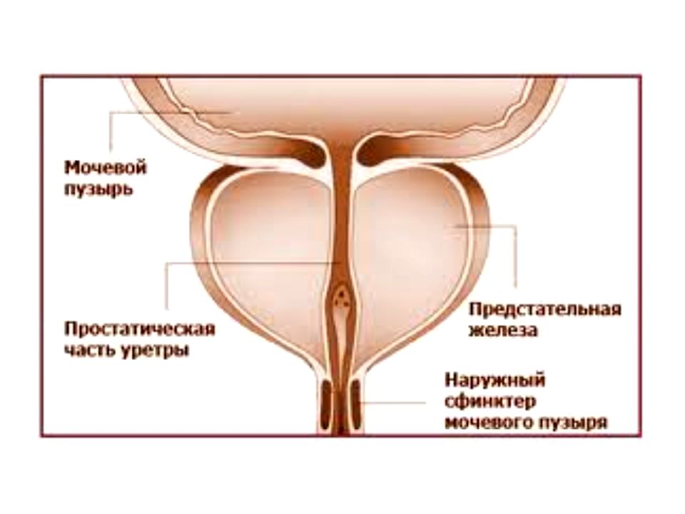 Простата У Мужчин Фото Органа