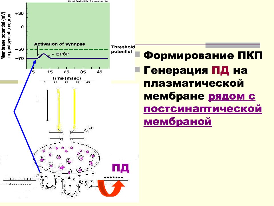 Генерация пд. Формирование Пд на постсинаптической мембране. Рецептор на постсинаптической мембране нервно мышечного синапса. Механизм возникновения потенциала действия в синапсе. Пд в синапсе.