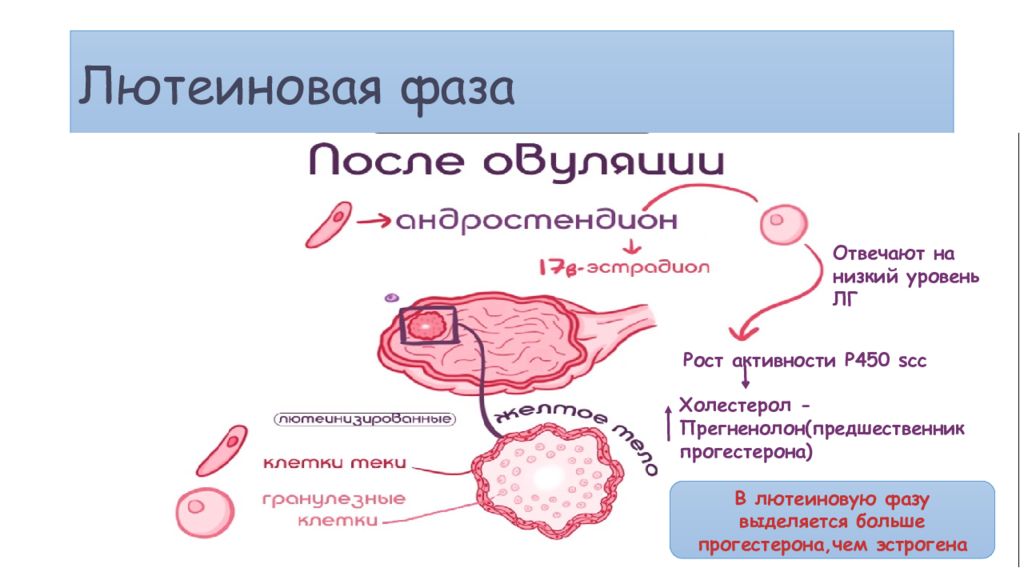 Лютеиновая фаза симптомы