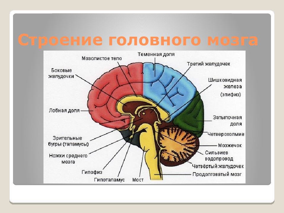 Каким веществом образован головной мозг. Структуры головного мозга биология 8 класс. Отделы головного мозга 8 класс биология. Строение головного мозга человека 8 класс биология. Функции отделов головного мозга нейропсихология.