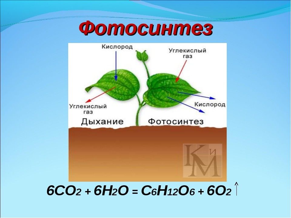 Презентация 9 класс фотосинтез