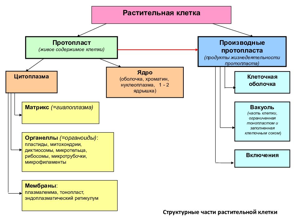 Живое содержимое. Растительная клетка протопласт производные протопласта. Производные протопласта растительной клетки. Растительная клетка схема протопласт и производные протопласта. Схема растительной клетки протопласт.