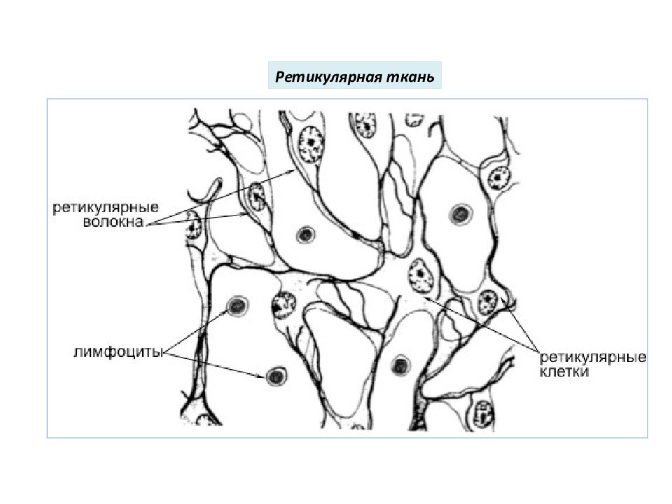 Рисунок ретикулярной ткани