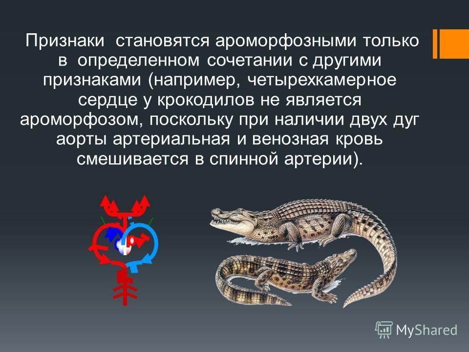 Смешанная кровь у рептилий. Ароморфозы крокодила. Ароморфозы животных. У крокодилов четырехкамерное сердце. Четырёхкамерное сердце у крокодила.