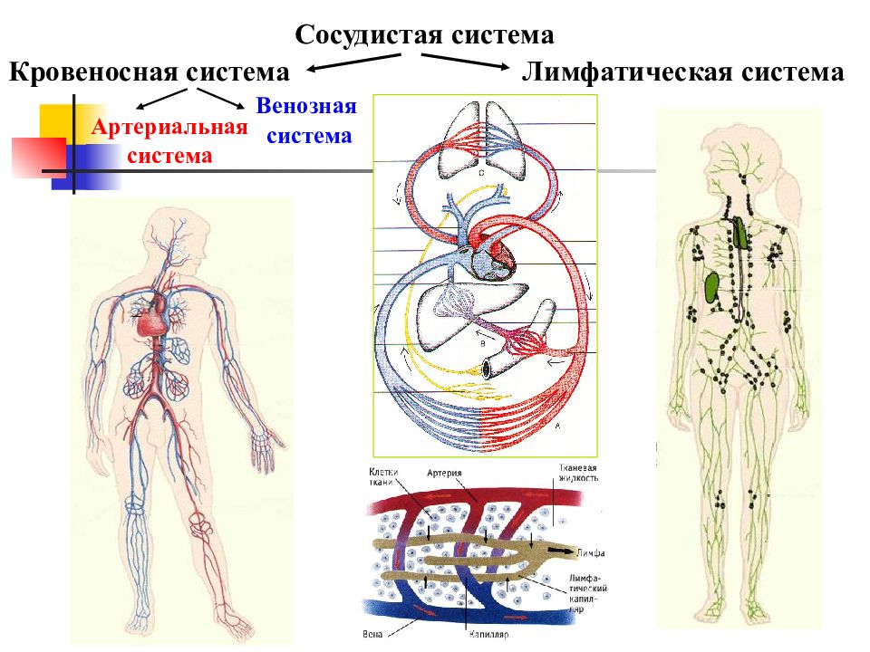 Кровеносная и лимфатическая система. Опорная схема кровеносная и лимфатическая система. Схема кровеносной и лимфатической системы. Общая схема кровообращения. Кровеносные и лимфатические сосуды.. Сосудистая система лимфообращение схема.