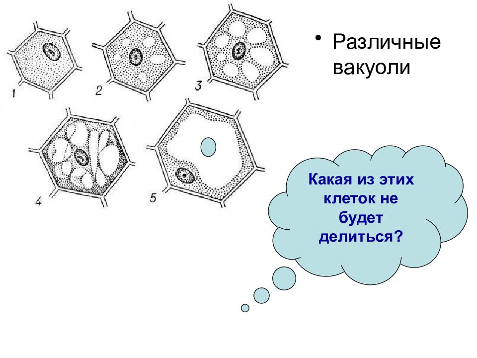 Различные клетки. Физиология клетки. Анизонуклеоз клеток. Тн0 клетки это.