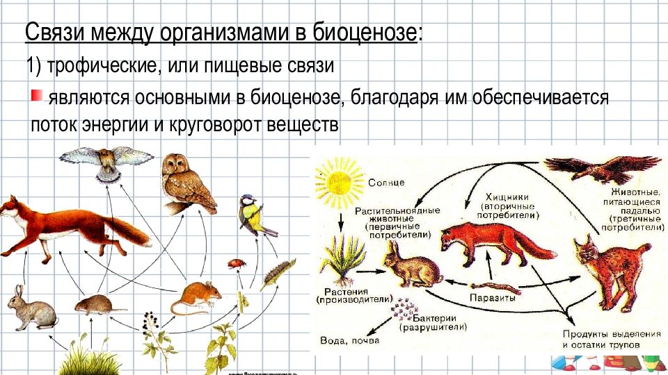 Презентация биологическое разнообразие как основное условие устойчивости популяций биоценозов и экосистем