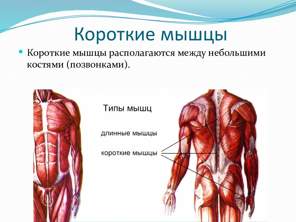 В мышцах расположены. Короткие мышцы. Длинные короткие и широкие мышцы. Короткие мышцы расположены. Мышцы по форме длинные короткие.